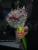 Gardenia 2011 by Portal Asflor